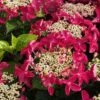 Lady In Red Hydrangea - 3 Gallon Pot -SHRUBS and BUSHES Shop Hydrangea Lady in Red 500x750 1