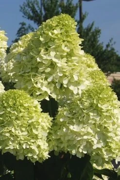 Limelight PeeGee Hydrangea - 7 Gallon Pot (3-4') -SHRUBS and BUSHES Shop Hydrangea Limelight 101 1