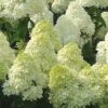 Limelight PeeGee Hydrangea - 7 Gallon Pot (3-4') -SHRUBS and BUSHES Shop Hydrangea Limelight 107 1