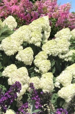 Limelight PeeGee Hydrangea - 7 Gallon Pot (3-4') -SHRUBS and BUSHES Shop Hydrangea Limelight 110 1