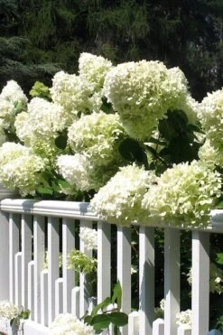 Limelight PeeGee Hydrangea - 3 Gallon Pot -SHRUBS and BUSHES Shop Hydrangea Limelight 21