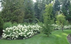 Limelight PeeGee Hydrangea - 7 Gallon Pot (3-4') -SHRUBS and BUSHES Shop Hydrangea Limelight hedge natural 1