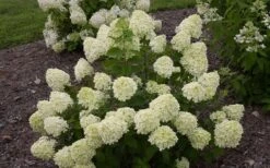 Little Lime Hydrangea - 6 Pack Of 1 Gallon Pots -SHRUBS and BUSHES Shop Hydrangea Little Lime 1