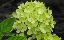 Little Lime Hydrangea - 2 Gallon Pot 12 Little Lime Hydrangea - 2 Gallon Pot -SHRUBS and BUSHES Shop Hydrangea Little Lime 2