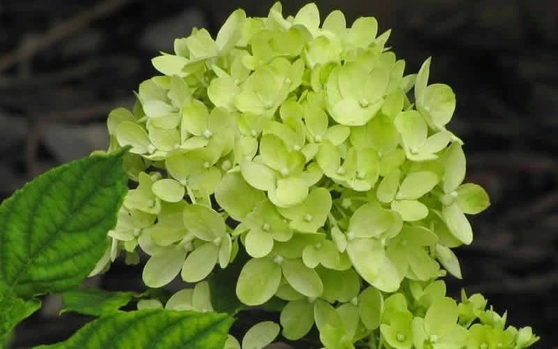 Little Lime Hydrangea - 2 Gallon Pot 6 Little Lime Hydrangea - 2 Gallon Pot - Image 4