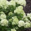 Little Lime Hydrangea - 6 Pack Of 1 Gallon Pots -SHRUBS and BUSHES Shop Hydrangea Little Lime 500x750 1