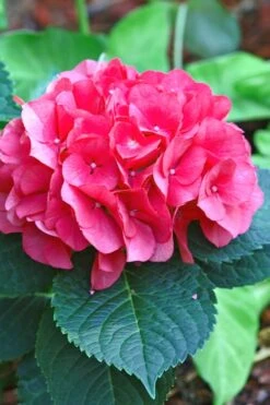Merritts Supreme Hydrangea - 3 Gallon Pot -SHRUBS and BUSHES Shop Hydrangea Merrits Supreme Pink 11