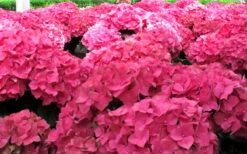 Merritts Supreme Hydrangea - 1 Gallon Pot 11 Merritts Supreme Hydrangea - 1 Gallon Pot -SHRUBS and BUSHES Shop Hydrangea Merrits Supreme Pink 12 1