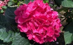 Merritts Supreme Hydrangea - 1 Gallon Pot 12 Merritts Supreme Hydrangea - 1 Gallon Pot -SHRUBS and BUSHES Shop Hydrangea Merrits Supreme Pink 13 1