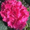 Merritts Supreme Hydrangea - 3 Gallon Pot -SHRUBS and BUSHES Shop Hydrangea Merrits Supreme Pink 15