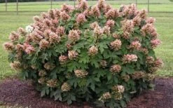 Munchkin Dwarf Oakleaf Hydrangea - 2 Gallon Pot -SHRUBS and BUSHES Shop Hydrangea Munchkin