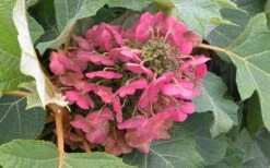 Munchkin Dwarf Oakleaf Hydrangea - 2 Gallon Pot -SHRUBS and BUSHES Shop Hydrangea Munchkin Bloom Closeup