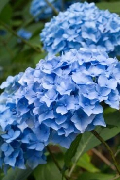Nikko Blue Hydrangea - 1 Gallon Pot -SHRUBS and BUSHES Shop Hydrangea Nikko Blue 10