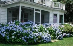 Nikko Blue Hydrangea - 1 Gallon Pot -SHRUBS and BUSHES Shop Hydrangea Nikko Blue 11