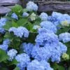 Nikko Blue Hydrangea - 1 Gallon Pot -SHRUBS and BUSHES Shop Hydrangea Nikko Blue 500x750 1