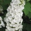 Alice Oakleaf Hydrangea - 3 Gallon Pot -SHRUBS and BUSHES Shop Hydrangea Oakleaf Alice 3