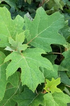 Alice Oakleaf Hydrangea - 3 Gallon Pot 17 Alice Oakleaf Hydrangea - 3 Gallon Pot -SHRUBS and BUSHES Shop Hydrangea Oakleaf Alice 5