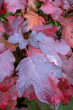 Alice Oakleaf Hydrangea - 3 Gallon Pot 16 Alice Oakleaf Hydrangea - 3 Gallon Pot -SHRUBS and BUSHES Shop Hydrangea Oakleaf Alice 7
