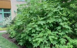 Alice Oakleaf Hydrangea - 3 Gallon Pot 15 Alice Oakleaf Hydrangea - 3 Gallon Pot -SHRUBS and BUSHES Shop Hydrangea Oakleaf Alice 8