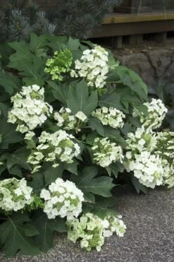 Pee Wee Dwarf Oakleaf Hydrangea - 3 Gallon Pot -SHRUBS and BUSHES Shop Hydrangea Oakleaf Pee Wee 11