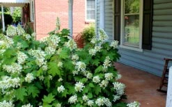Pee Wee Dwarf Oakleaf Hydrangea - 3 Gallon Pot -SHRUBS and BUSHES Shop Hydrangea Oakleaf Pee Wee