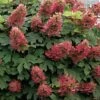 Ruby Slippers Dwarf Oakleaf Hydrangea - 7 Gallon Pot -SHRUBS and BUSHES Shop Hydrangea Oakleaf Ruby Slippers 500x750 2