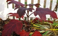 Ruby Slippers Dwarf Oakleaf Hydrangea - 1 Gallon Pot -SHRUBS and BUSHES Shop Hydrangea Oakleaf Ruby Slippers Fall Foliage Color 2
