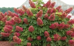 Ruby Slippers Dwarf Oakleaf Hydrangea - 7 Gallon Pot -SHRUBS and BUSHES Shop Hydrangea Oakleaf Ruby Slippers Full Bloom 1