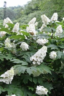 Snow Queen Oakleaf Hydrangea - 3 Gallon Pot -SHRUBS and BUSHES Shop Hydrangea Oakleaf Snow Queen 10