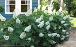 Snow Queen Oakleaf Hydrangea - 3 Gallon Pot -SHRUBS and BUSHES Shop Hydrangea Oakleaf Snow Queen 11