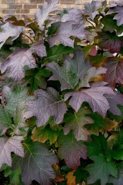 Snow Queen Oakleaf Hydrangea - 3 Gallon Pot -SHRUBS and BUSHES Shop Hydrangea Oakleaf Snow Queen 3
