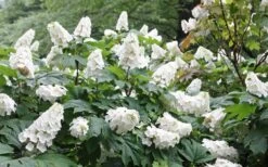 Snow Queen Oakleaf Hydrangea - 3 Gallon Pot -SHRUBS and BUSHES Shop Hydrangea Oakleaf Snow Queen 6