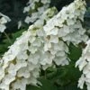 Snow Queen Oakleaf Hydrangea - 3 Gallon Pot -SHRUBS and BUSHES Shop Hydrangea Oakleaf Snow Queen 8