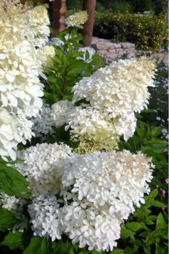 Phantom Hydrangea - 3 Gallon Pot -SHRUBS and BUSHES Shop Hydrangea Phantom 500x750 2
