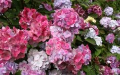Preziosa Multi Color Hydrangea - 3 Gallon Pot -SHRUBS and BUSHES Shop Hydrangea Preziosa 18