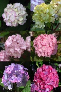 Preziosa Multi Color Hydrangea - 3 Gallon Pot -SHRUBS and BUSHES Shop Hydrangea Preziosa 19