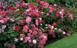 Preziosa Multi Color Hydrangea - 3 Gallon Pot -SHRUBS and BUSHES Shop Hydrangea Preziosa 7