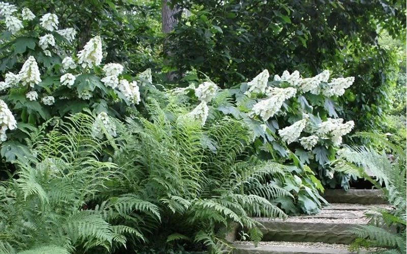 Alice Oakleaf Hydrangea - 3 Gallon Pot 10 Alice Oakleaf Hydrangea - 3 Gallon Pot - Image 8