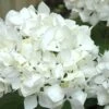 Sister Theresa Hydrangea - 3 Gallon Pot 1 Sister Theresa Hydrangea - 3 Gallon Pot -SHRUBS and BUSHES Shop Hydrangea Sister Theresa 2 500x750 1