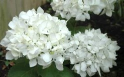 Sister Theresa Hydrangea - 3 Gallon Pot -SHRUBS and BUSHES Shop Hydrangea Sister Theresa 50