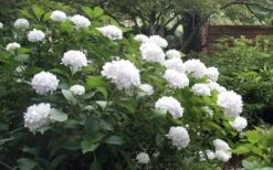 Sister Theresa Hydrangea - 3 Gallon Pot -SHRUBS and BUSHES Shop Hydrangea Sister Theresa 51