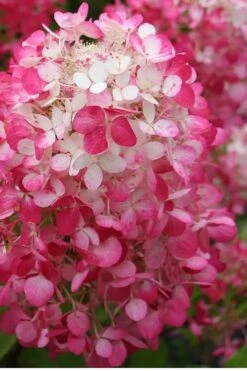 Strawberry Sundae Hydrangea - 3 Gallon Pot -SHRUBS and BUSHES Shop Hydrangea Strawberry Sundae Flower 1