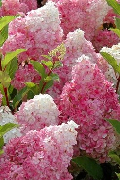 Strawberry Sundae Hydrangea - 3 Gallon Pot -SHRUBS and BUSHES Shop Hydrangea Strawberry Sundae Flowers 3