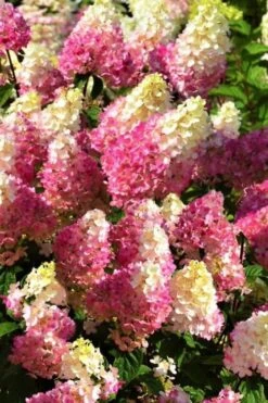 Strawberry Sundae Hydrangea - 3 Gallon Pot -SHRUBS and BUSHES Shop Hydrangea Strawberry Sundae Flowers 5