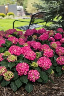 Summer Crush Endless Summer Hydrangea - 1 Gallon Pot 17 Summer Crush Endless Summer Hydrangea - 1 Gallon Pot -SHRUBS and BUSHES Shop Hydrangea Summer Crush Endless Summer 3