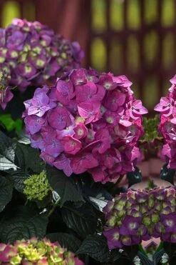 Summer Crush Endless Summer Hydrangea - 6 Gallon Pot (COPY) -SHRUBS and BUSHES Shop Hydrangea Summer Crush Endless Summer 4 1