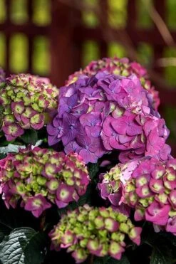 Summer Crush Endless Summer Hydrangea - 6 Gallon Pot (COPY) -SHRUBS and BUSHES Shop Hydrangea Summer Crush Endless Summer 5 1