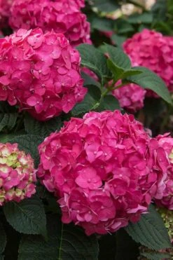 Summer Crush Endless Summer Hydrangea - 6 Gallon Pot (COPY) -SHRUBS and BUSHES Shop Hydrangea Summer Crush Endless Summer 6 1