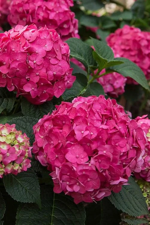 Summer Crush Endless Summer Hydrangea - 1 Gallon Pot 6 Summer Crush Endless Summer Hydrangea - 1 Gallon Pot - Image 4