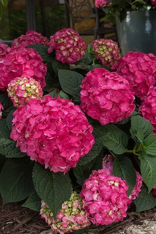 Summer Crush Endless Summer Hydrangea - 1 Gallon Pot 11 Summer Crush Endless Summer Hydrangea - 1 Gallon Pot - Image 9